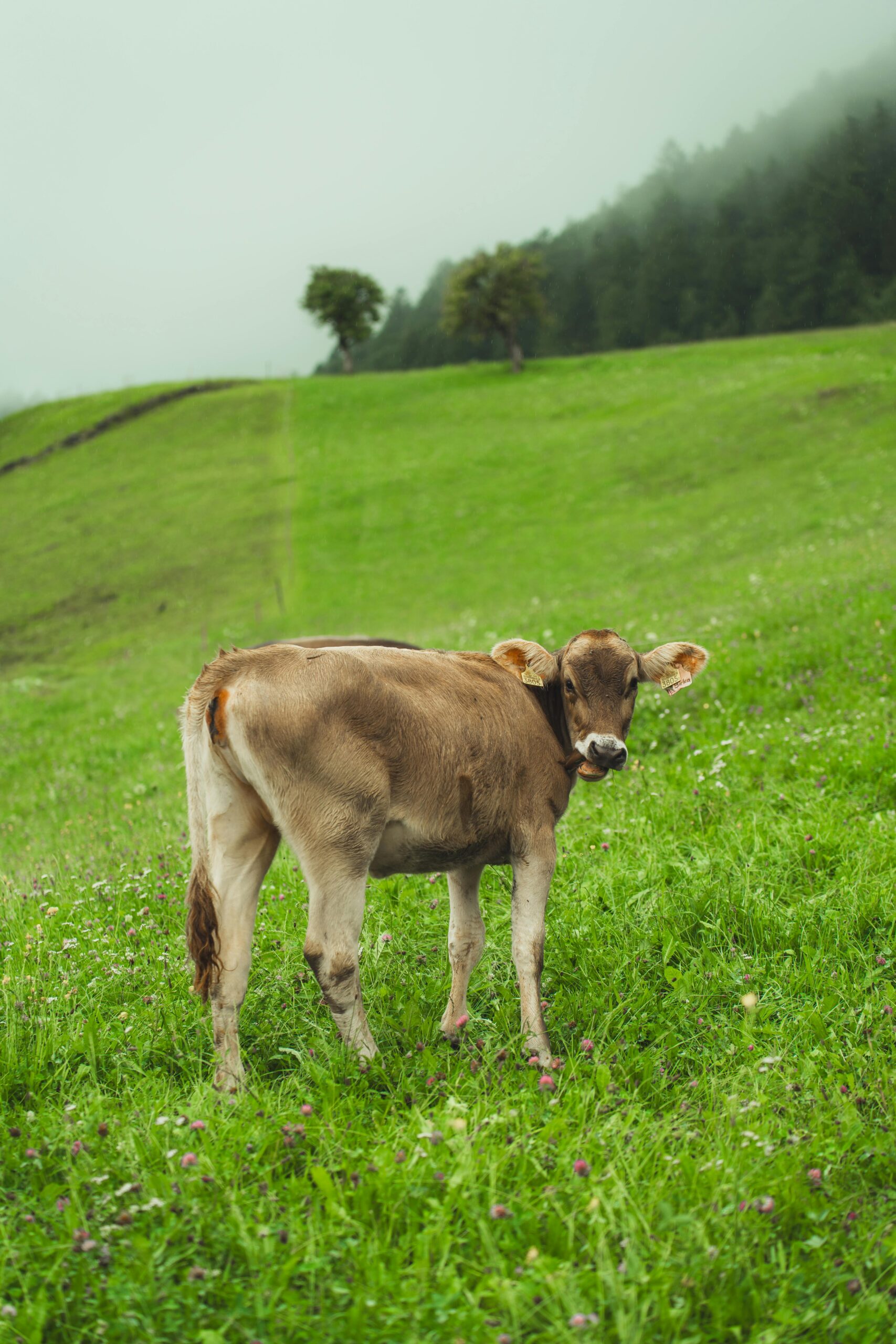 Free stock photo of agriculture switzerland, alps countryside, buzağı