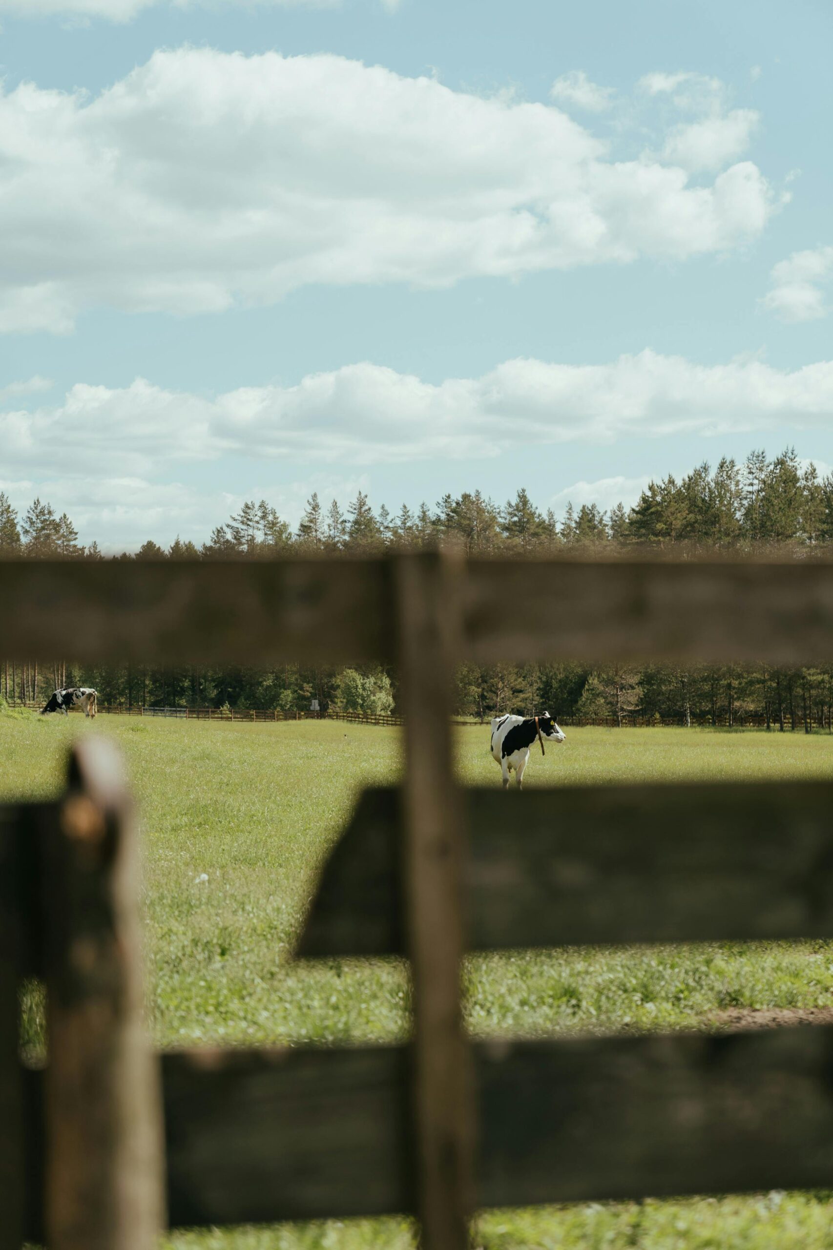 Serene landscape of cows grazing in a sunny meadow with rustic wooden fence in foreground.